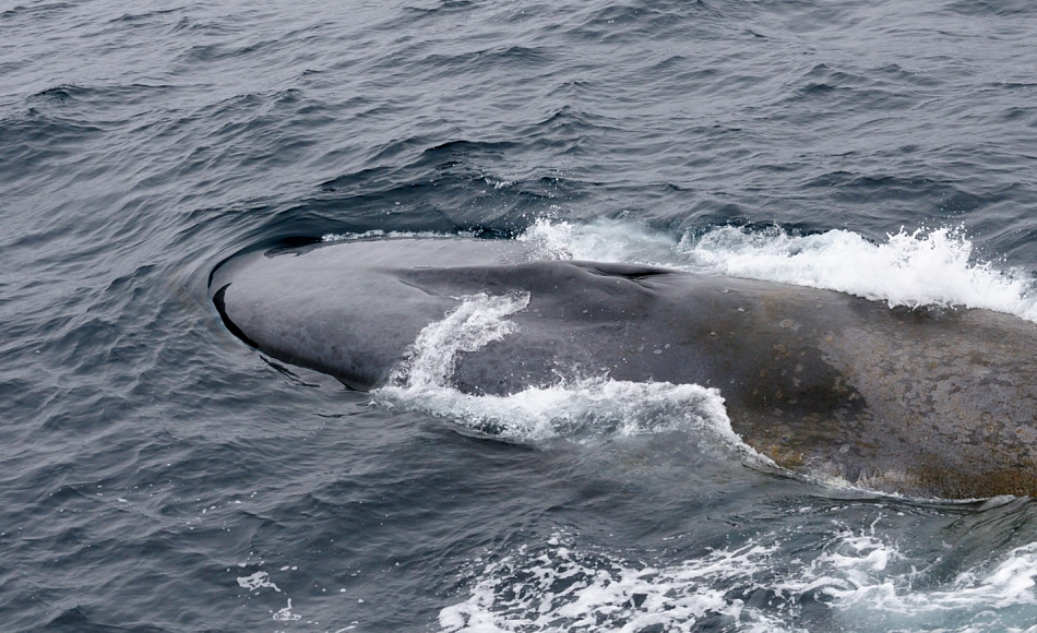 Blauwale sind die grössten Tiere der Welt. Aufgrund ihrer Grösse, waren sie extensiver Jagd ausgesetzt und ihre Zaheln haben sich seither nicht wieder richtig erholt. Sogar mit vollem Schutz werden die Zahlen nicht über 1/3 der Ursprungszahl kommen. Bild: Michael Wenger