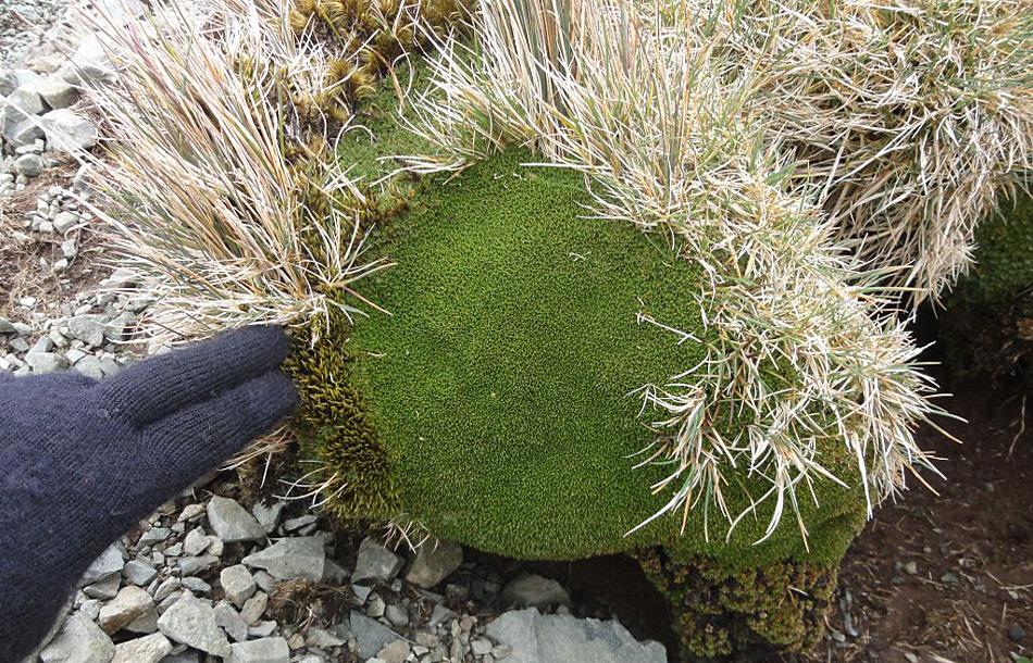 Bei guten Bedingungen wächst Azorella bis zu 5 Millimeter pro Jahr. Doch durch die dünne Humusschicht und den ständigen Wind wird die Pflanze nie in die Höhe wachsen, sondern Polster bilden. Bild: Dana Bergstrom