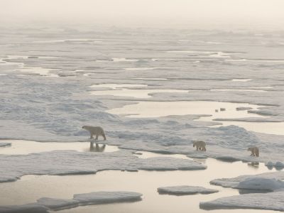 Eisbärin mit Jungtieren im Packeis. (© Vreni & Stefan Gerber)