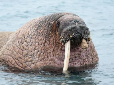 Walross auf Phippsøya. Walrosse erreichen schwimmend und tauchend eine Geschwindigkeit von bis zu 35