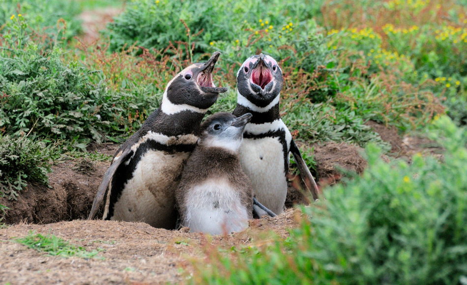 Die Resultate diese Studie kÃ¶nnten auch auf andere Pinguinarten angewendet werden, wie beispielsweise Magellanpinguine (Spheniscus magellanicus). Wie Zwergpinguine lebt auch diese Art an Orten mit unterschiedlichen Pflanzenbewuchsdichten. Bild: Michael Wenger