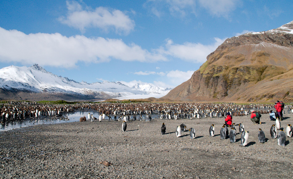 Besuche an Orten wie auf der subantarktischen Insel Südgeorgien sind Höhepunkte für Antarktisreisende. Strenge Regeln und Managementpläne stellen sicher, dass die antarktischen Tiere ungestört sind und so das Wildnis-Erlebnis für die Besucher maximiert wird. Bild: Michael Wenger