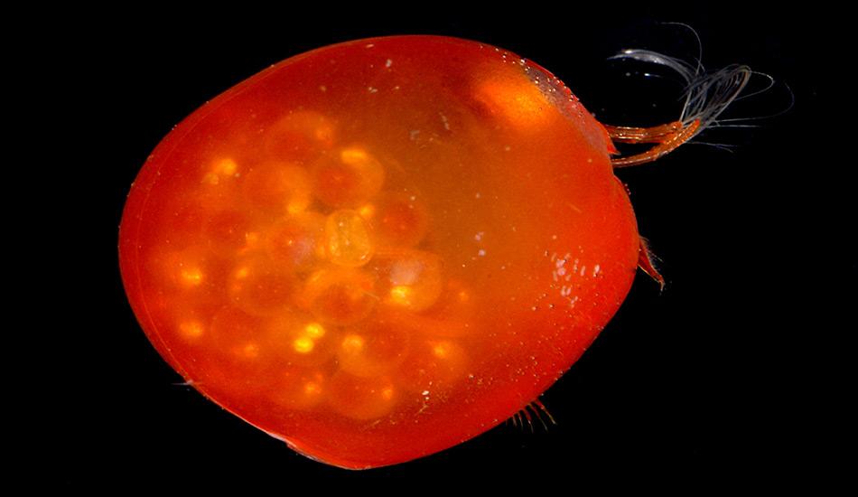 Kleines Phytoplankton wie Gigantocypris werden durch die OzeanÃ¼bersÃ¤uerung stark in Mitleidenschaft gezogen, da sie durch eine kalkhaltige Schale geschÃ¼tzt werden.