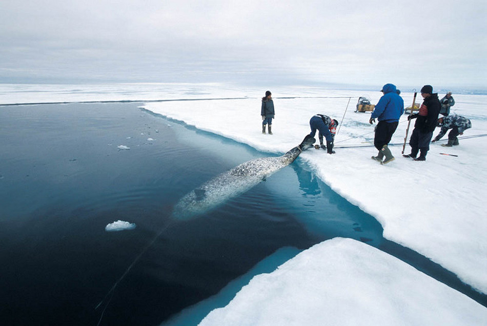 Narwale werden immer noch legal gejagt von den Inuit als Teil ihrer Nahrung und ihrer Kultur. Doch die Regierungen haben klare Abschussgrenzen gesetzt, um die Meeressäuger vor der Überfischung zu schützen.