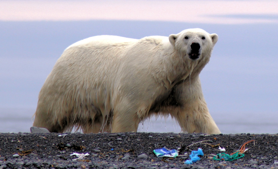 Plastikmüll in der Arktis ist ein enormes Problem. Meist wird der Müll angeschwemmt und wird am Strand langsam in viele Kleinstteile aufgesplittert, die dann in der Nahrungskette landen und sich in Topräubern wie Eisbären ansammeln. Bild: Ilja Lang, AECO