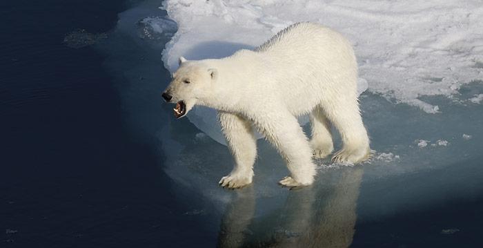 Eisbaer_auf_Eisscholle