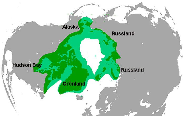 Verbreitungsbebiet_-_Eisbaeren