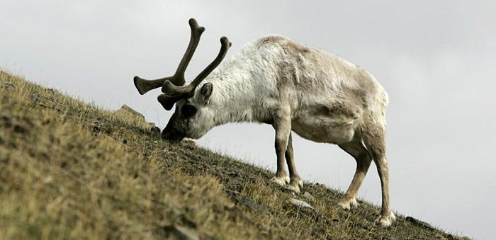 Rentier in Spitzbergen