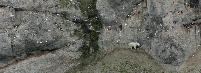 Eisbär auf Futtersuche