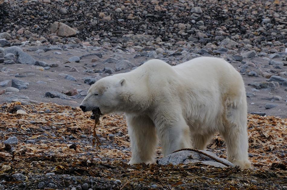 Eisbären darben in den Sommermonaten, wenn sie den Moment, aufs Eis zu gehen, verpasst haben. Wenn sie sonst nichts zu fressen finden, werden auch einmal Algen zur Nahrung. Bild: Michael Wenger