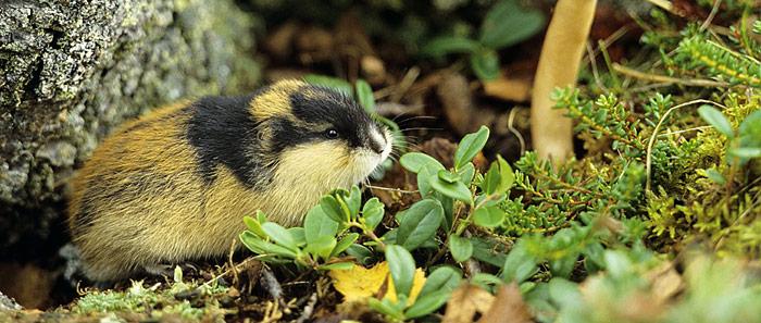 Lemminge verursachen Graswuchs