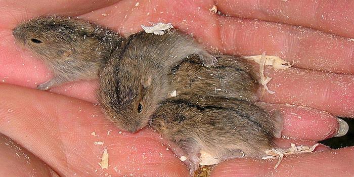 Lemminge wiegen bei der Geburt nur etwa 1 Gramm