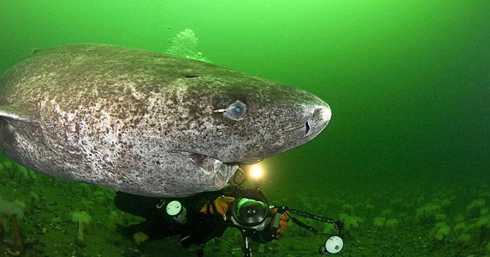 Auf den Augen der Grönlandhaie sitzen oftmals biolumineszente Ruderfusskrebse. Es ist nicht bekannt, ob sie dem Hai schaden oder nützen.