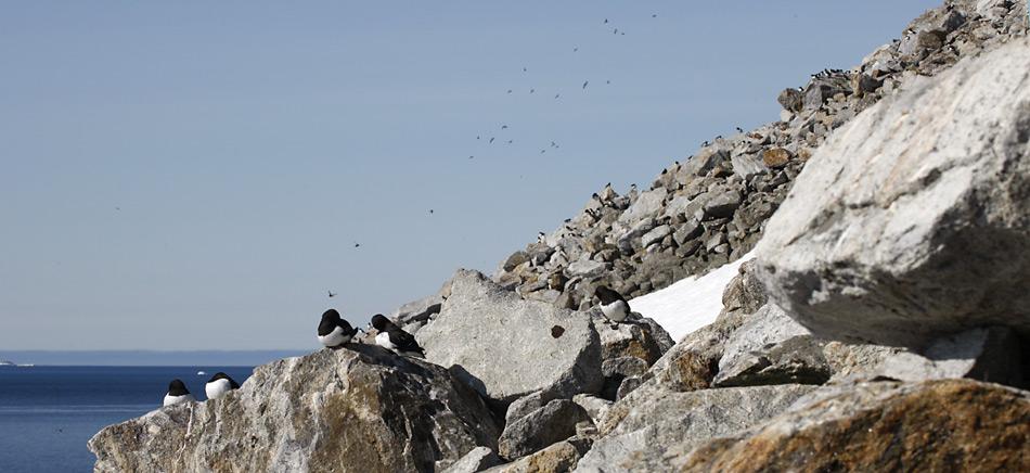 Die Krabbentaucher brüten in steilem Abhängen mit Geröll. Hier finden sie zwischen den Steinen genügend Schutz vor ihrem Hauptfeind, dem Polarfuchs.