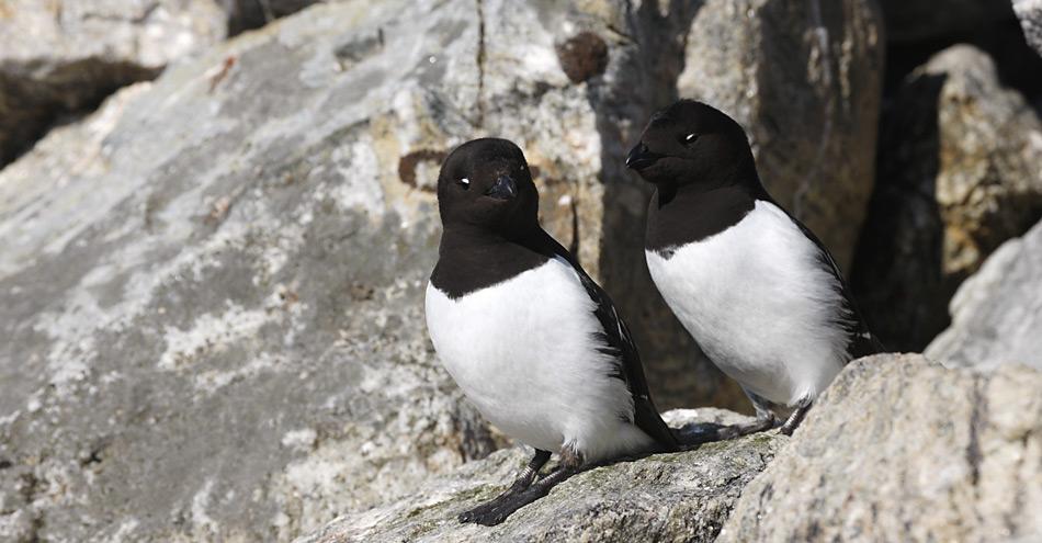 Vor ihrer Bruthöhle beobachten die Vögel vorerst mal die Umgebung.