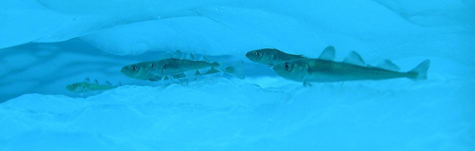 Die ein- bis zweijährigen Polardorsche sind mit einer Länge von 6-17 cm zum grossen Teil an das Meereis gebunden. Sie leben in Höhlungen und Spalten des Meereises und zwischen Eisschollen.