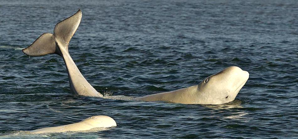 Belugas sind Zahnwale, die bei den Inuit einen hohen Stellenwert haben.