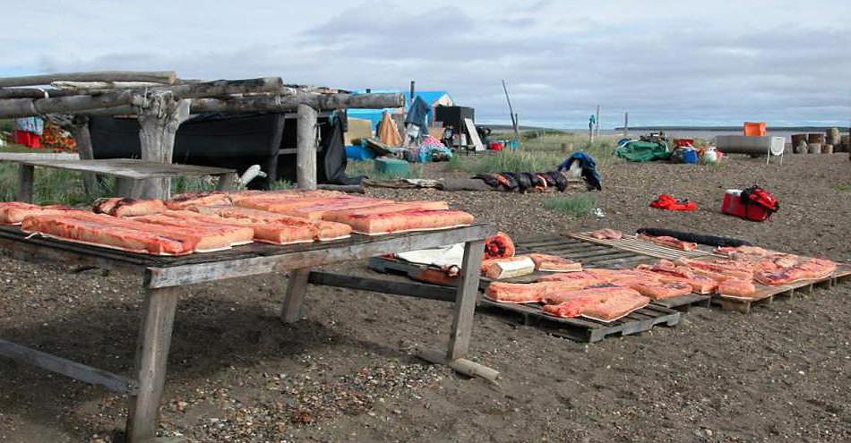 Belugas werden schon seit Jahrhunderten von Inuit als Teil der Ernährung genutzt. Früher noch roh, wird das Fleisch heute gekocht. Doch trotzdem bietet diese Ernährungsweise grosse gesundheitliche Risiken. © Stephen Raverty