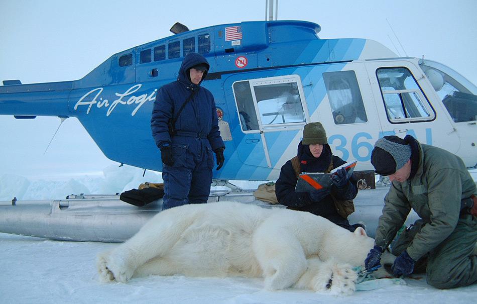 Nach der Betäubung wird der Eisbär vermessen, markiert und registriert wie dieses Beispiel aus den USA zeigt.