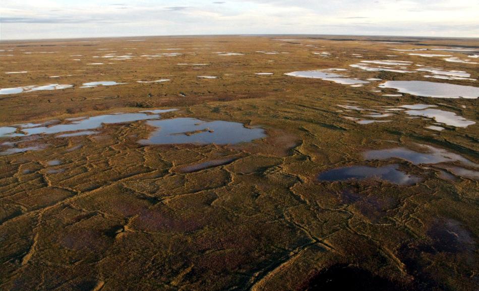 Typische flache Seen auf dem Alaska North Slope im Sommer. Die GewÃ¤sser sind im Durchschnitt etwa ein Meter tief und bedecken 20 bis 40 Prozent der LandflÃ¤che. Bild: Guido Grosse
