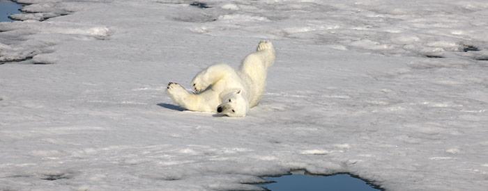 Noch hat der Eisbär Ruhe in der Tschuktsche See, die Frage ist nur wie lange noch.