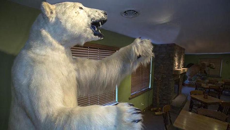 Naturschützer befürchten dass die Sammelwut der Chinesen dem Eisbären-Bestand nicht zugut kommt.