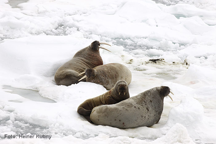 Spitzbergen-016