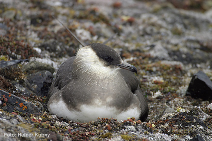 022-Arctic-Skua-Nest