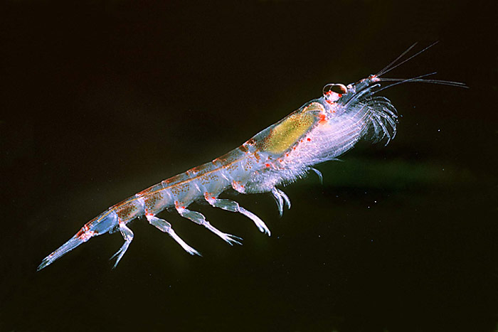 Krill