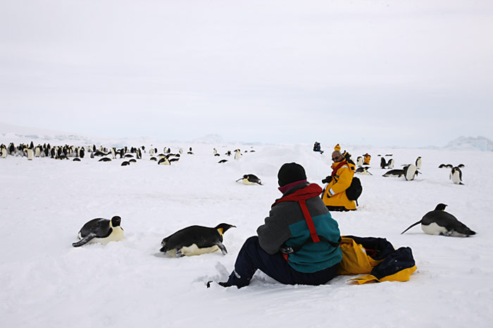 PolarNEWS_Kaiserpinguine_Snowhill_014