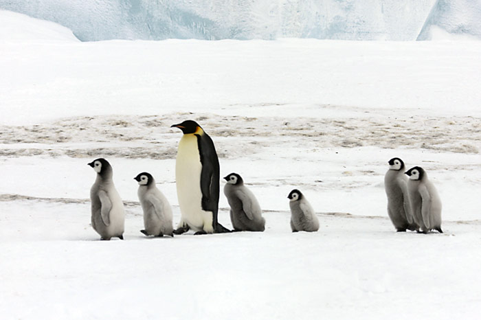 PolarNEWS_Kaiserpinguine_Snowhill_016