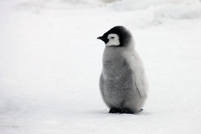 PolarNEWS_Kaiserpinguine_Snowhill_018