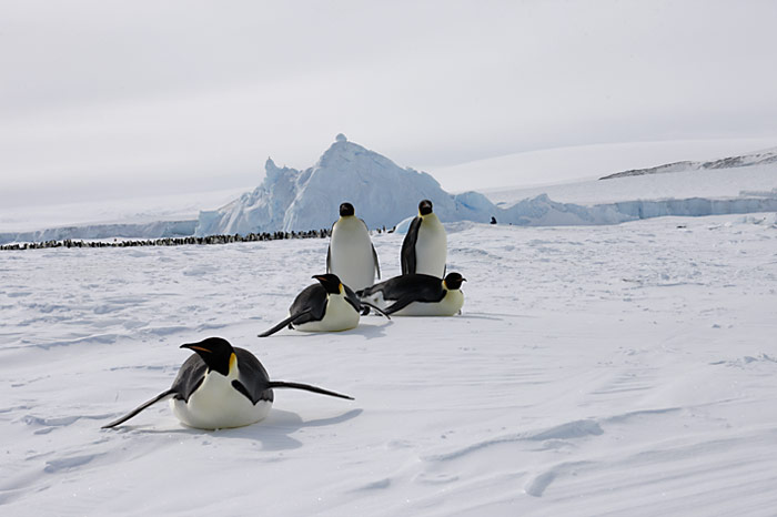 PolarNEWS_Kaiserpinguine_Snowhill_022