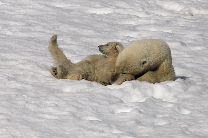 009_spitzbergen_2010