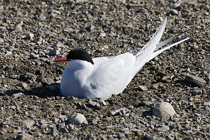 022_spitzbergen_2010