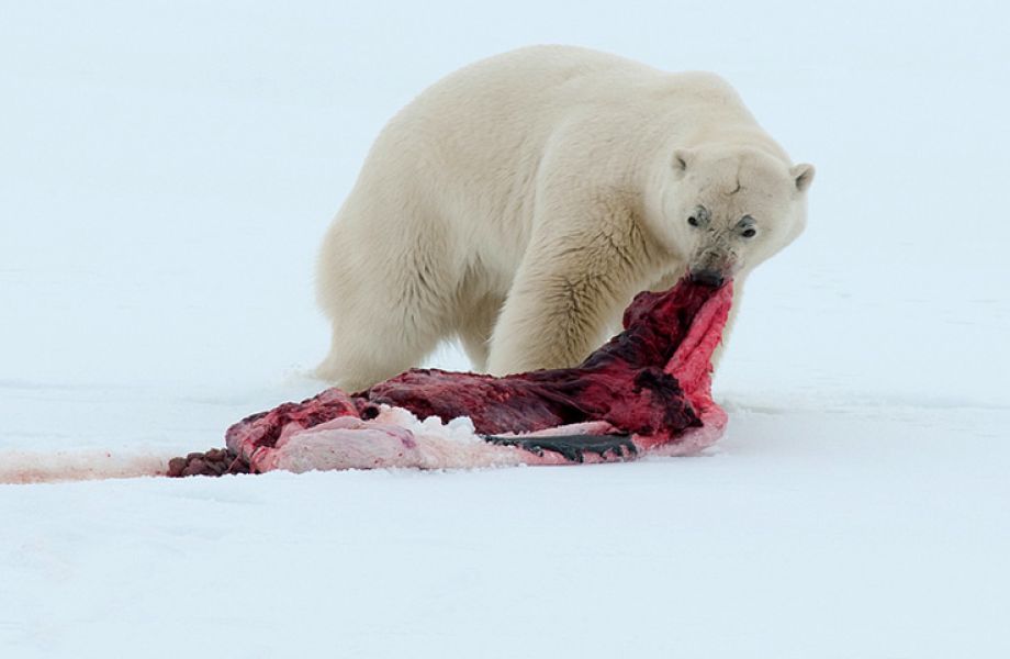 Polarbaer beim