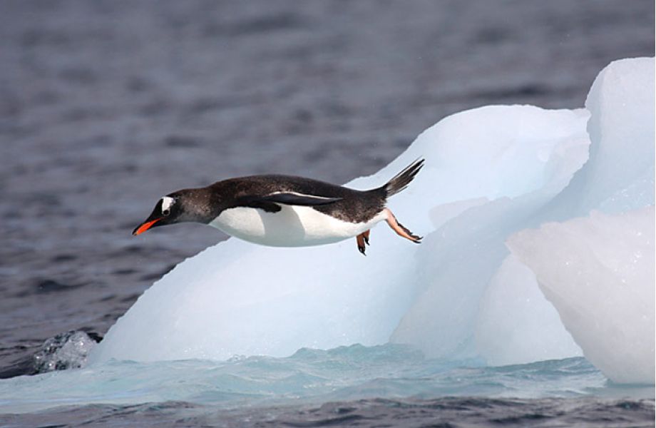 Sensation – fliegender Pinguin entdeckt