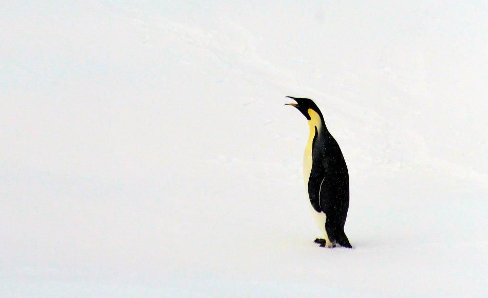 Ältestes Pinguinfossil in Neuseeland entdeckt