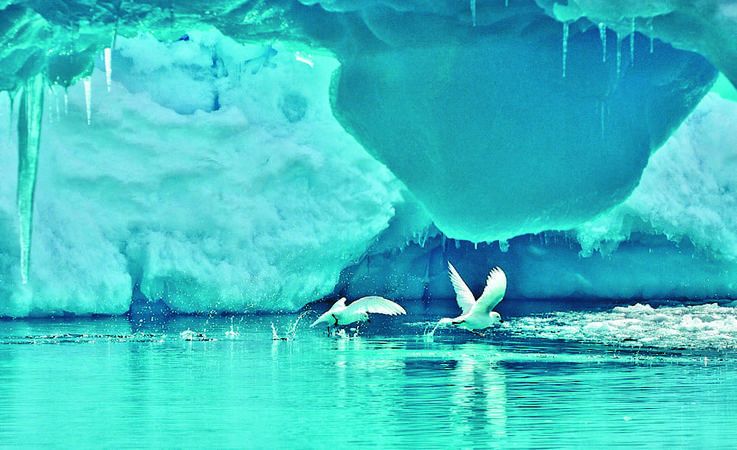 Die schneeweissen Vu00f6gel mit ihrem markanten schwarzen Schnabel sind echte Antarktisbewohner. Sie